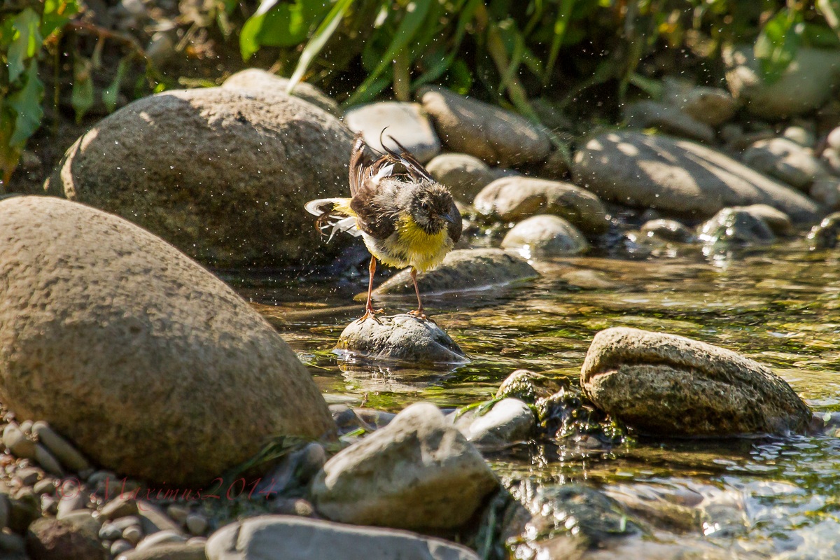 The bath .. the yellow wagtail ..