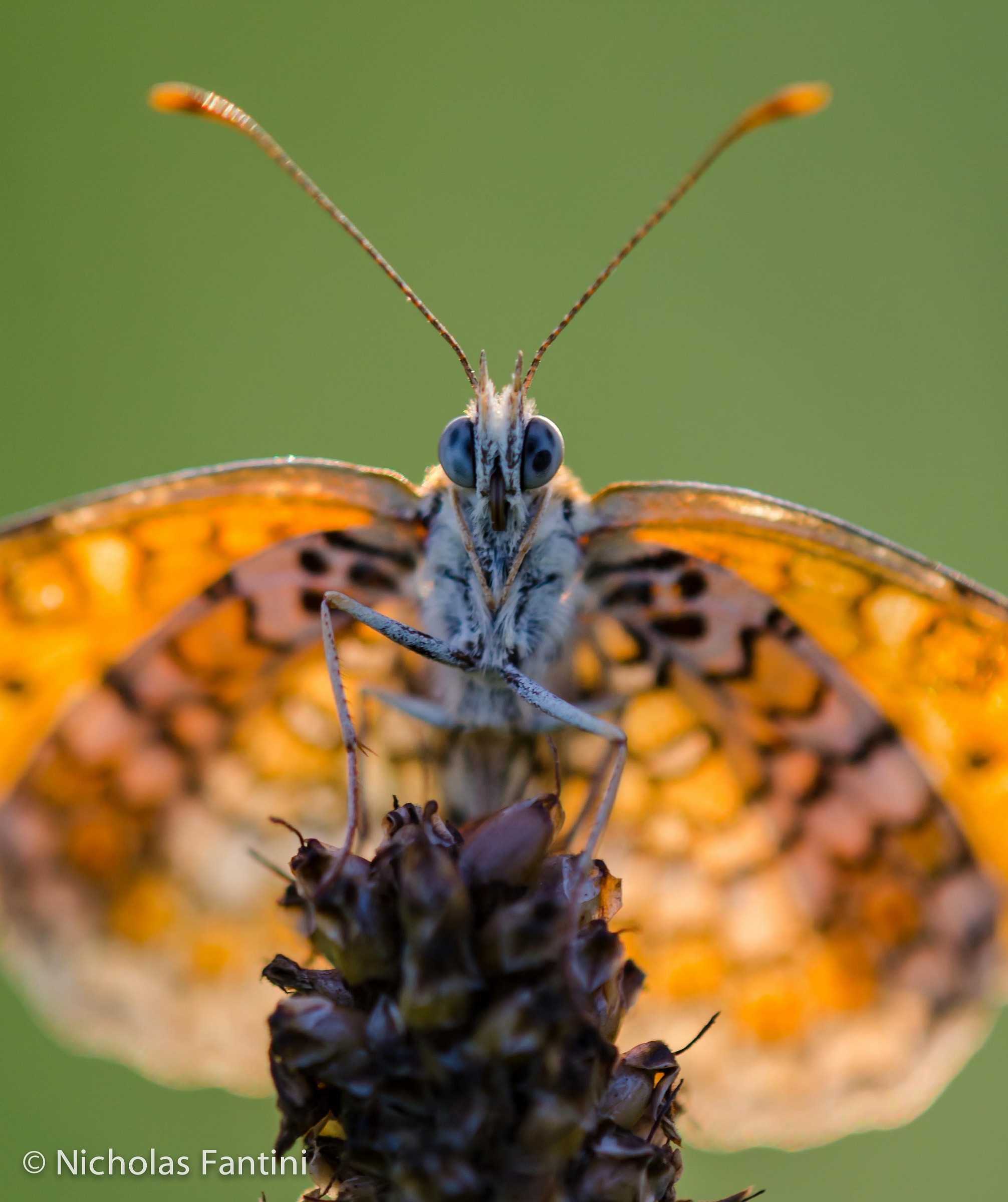 Melitaea didyma 01