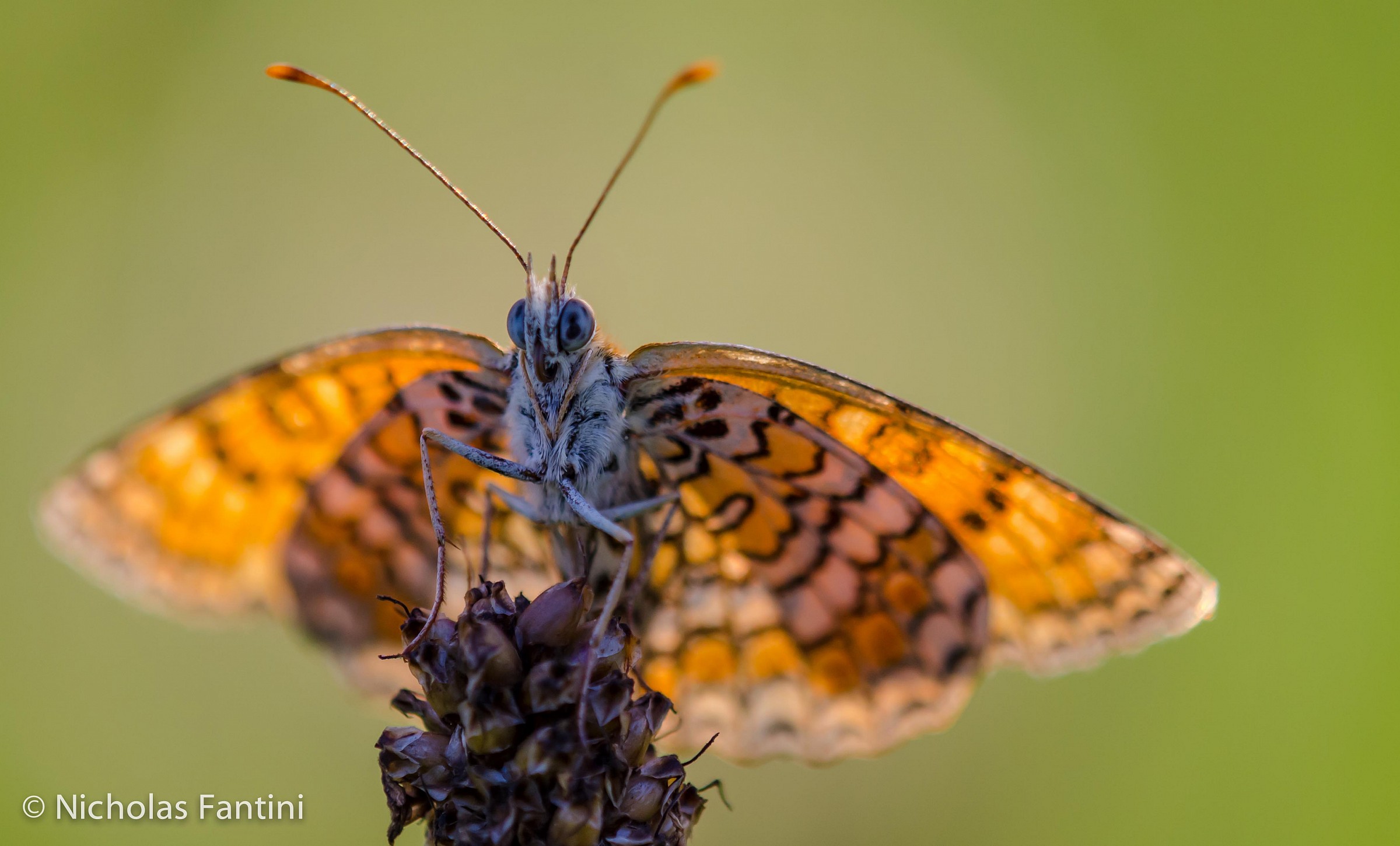 Melitaea didyma 02
