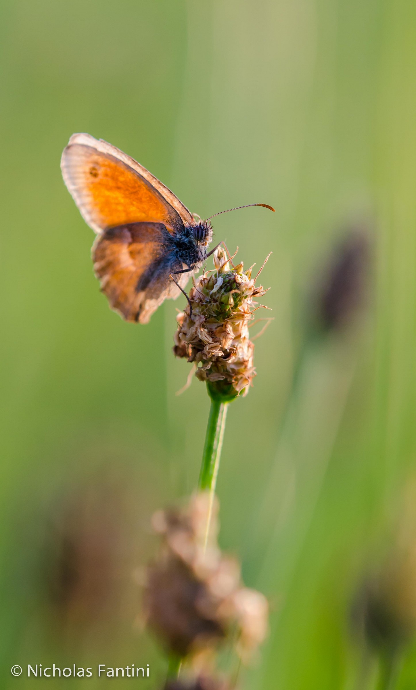 Coenonympha rhodopensis
