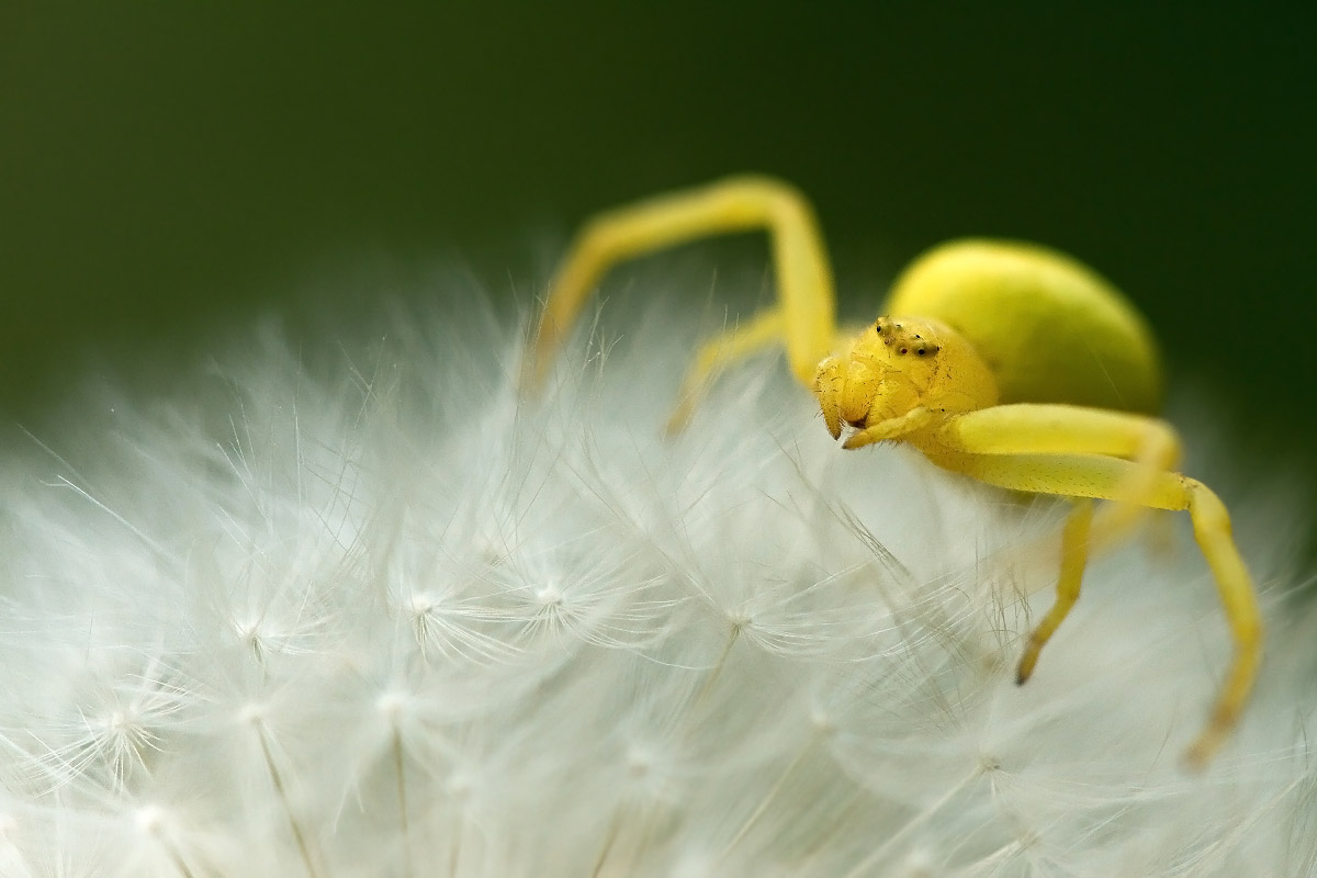 Misumena Vatia su Tarassaco, Corte Madama Italia