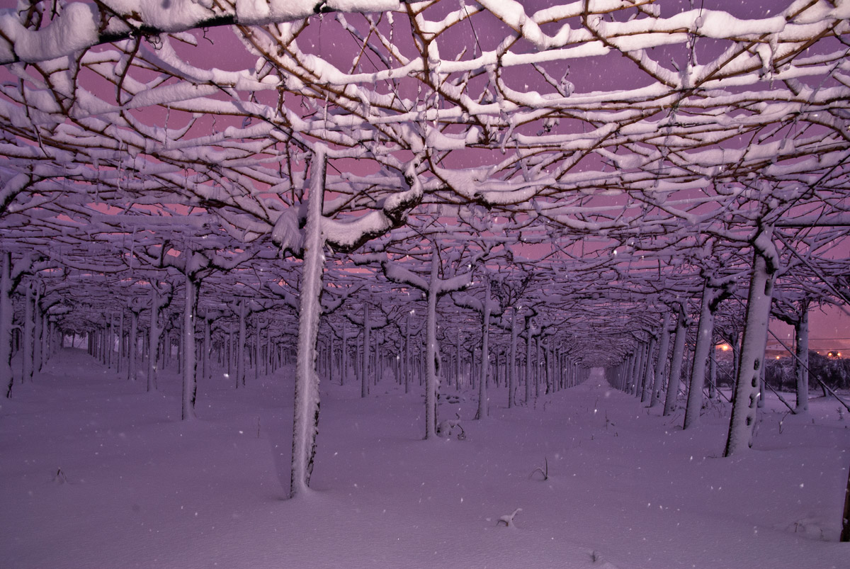 Vineyard in the hills of Città Sant'Angelo (PE)