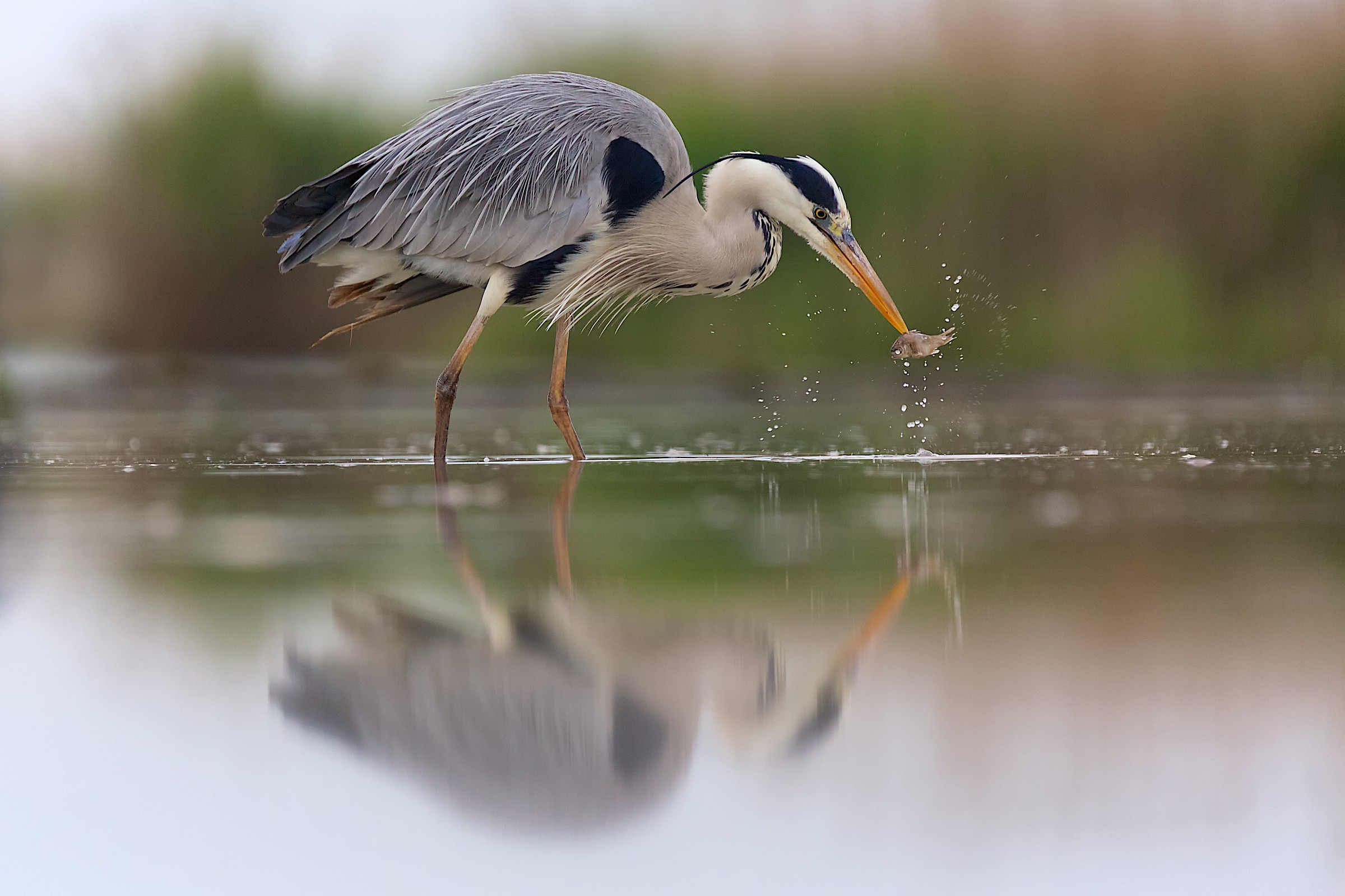 Fishing grey heron