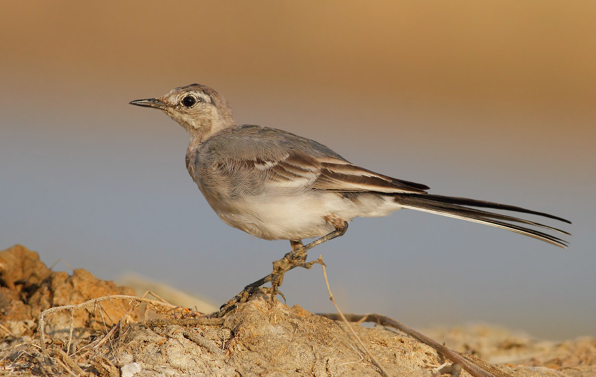 young ballerina white