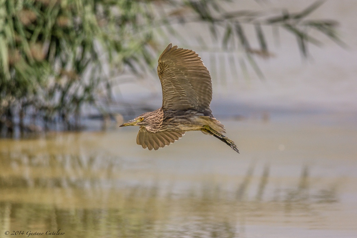 Young Black Crowned Night Heron ...