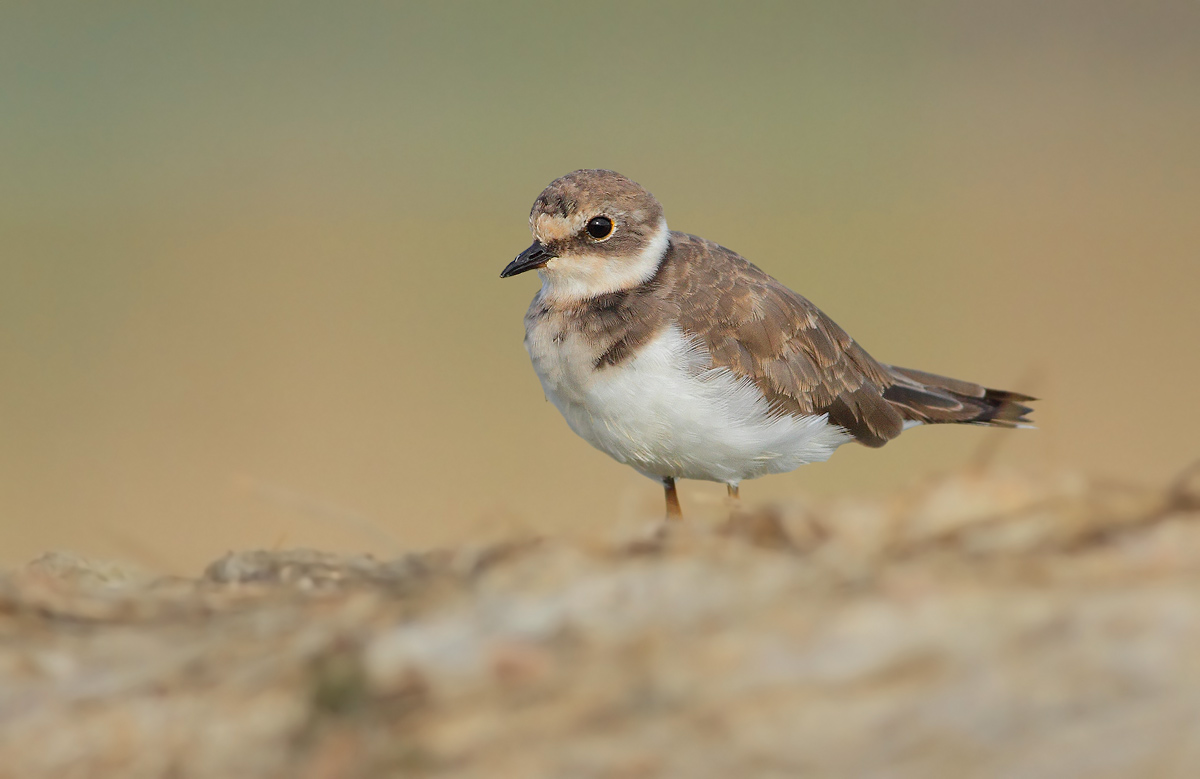 Little Ringed Plover