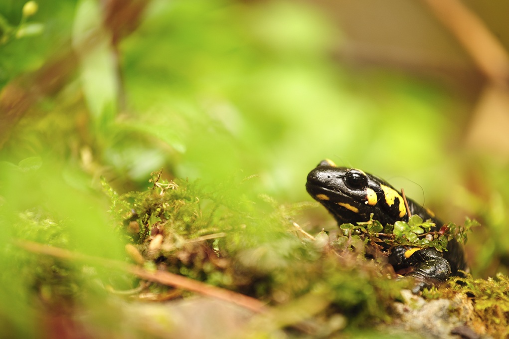 salamander salamander