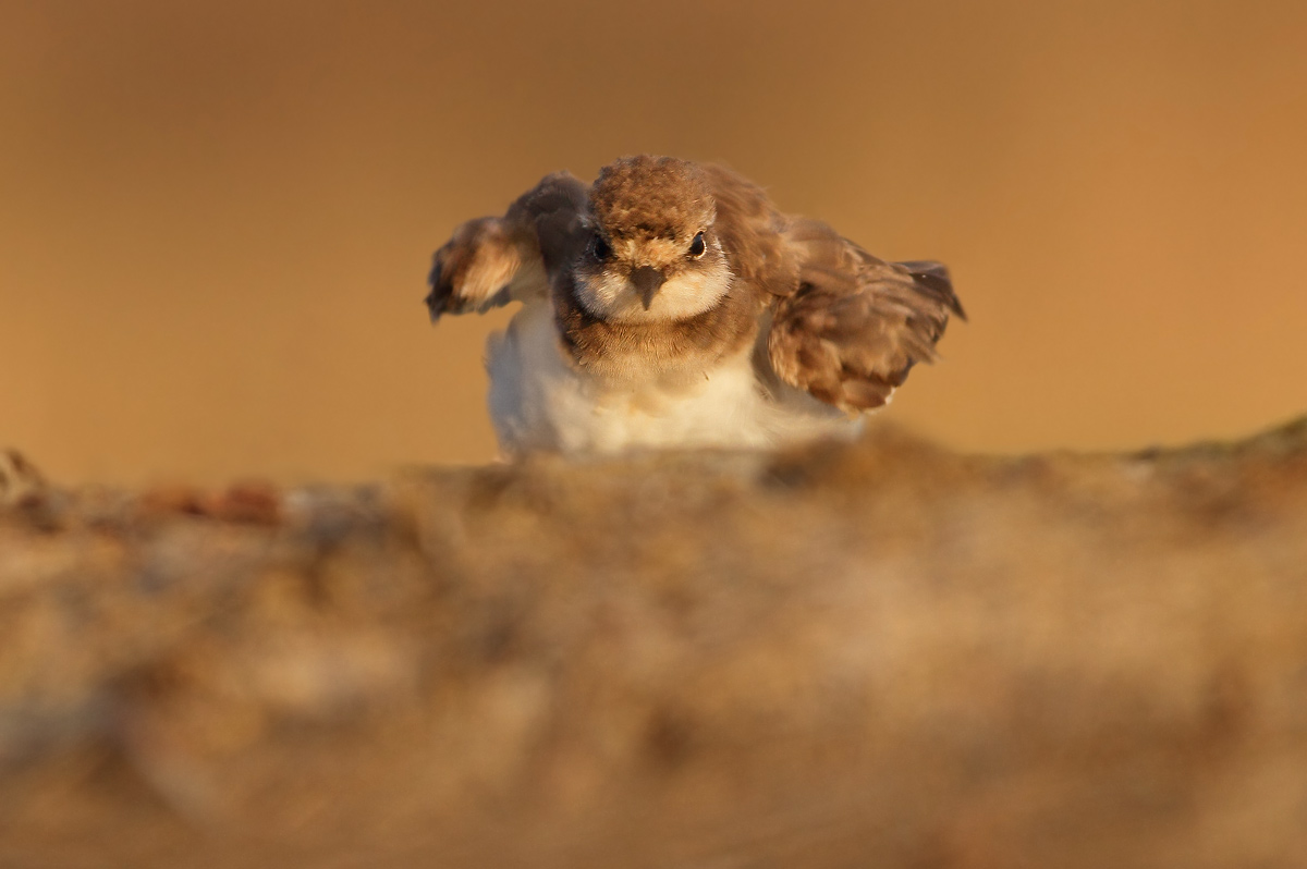 Little Ringed Plover