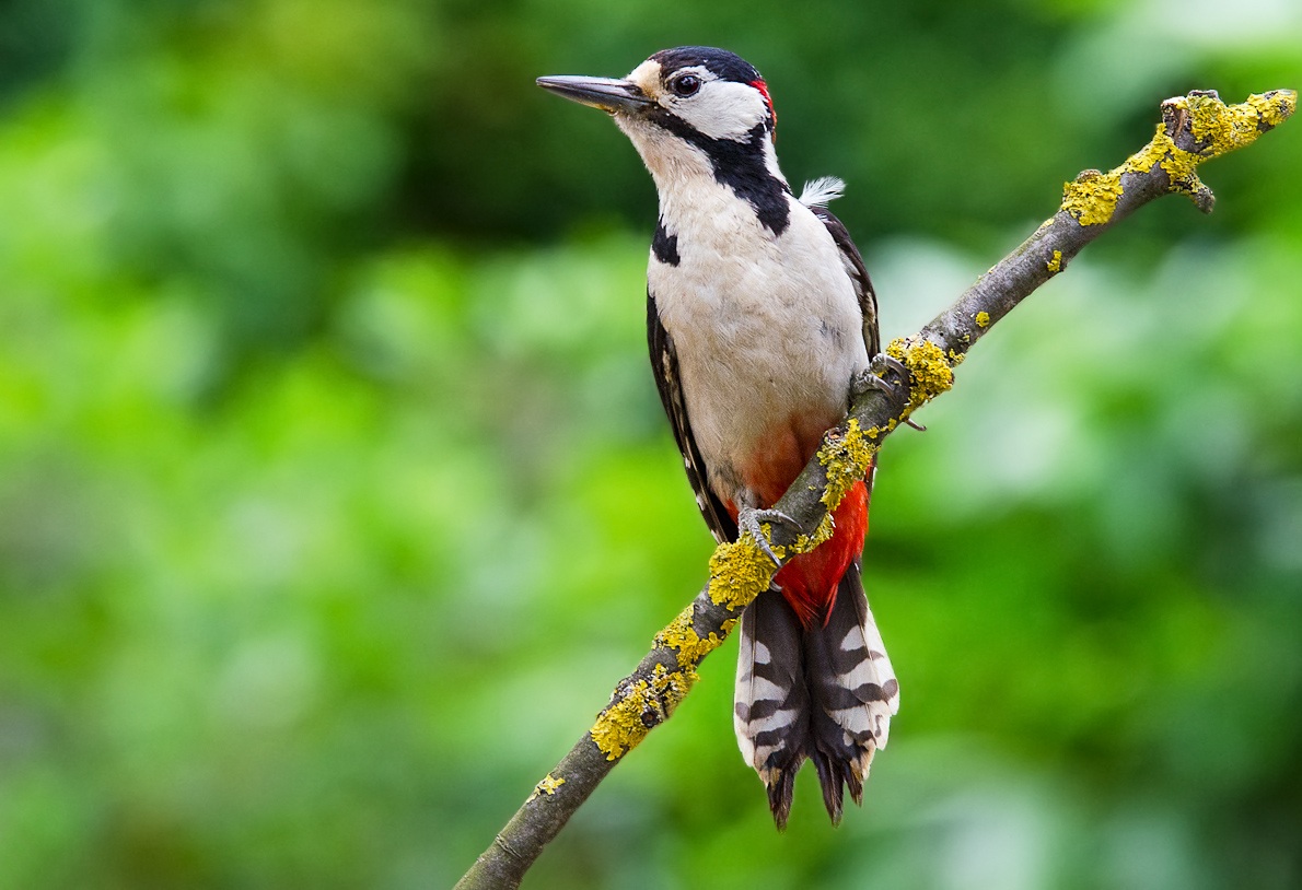 Picchio rosso maggiore