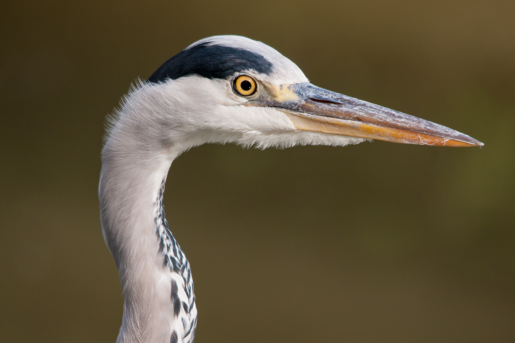 Ritratto di Cenerino