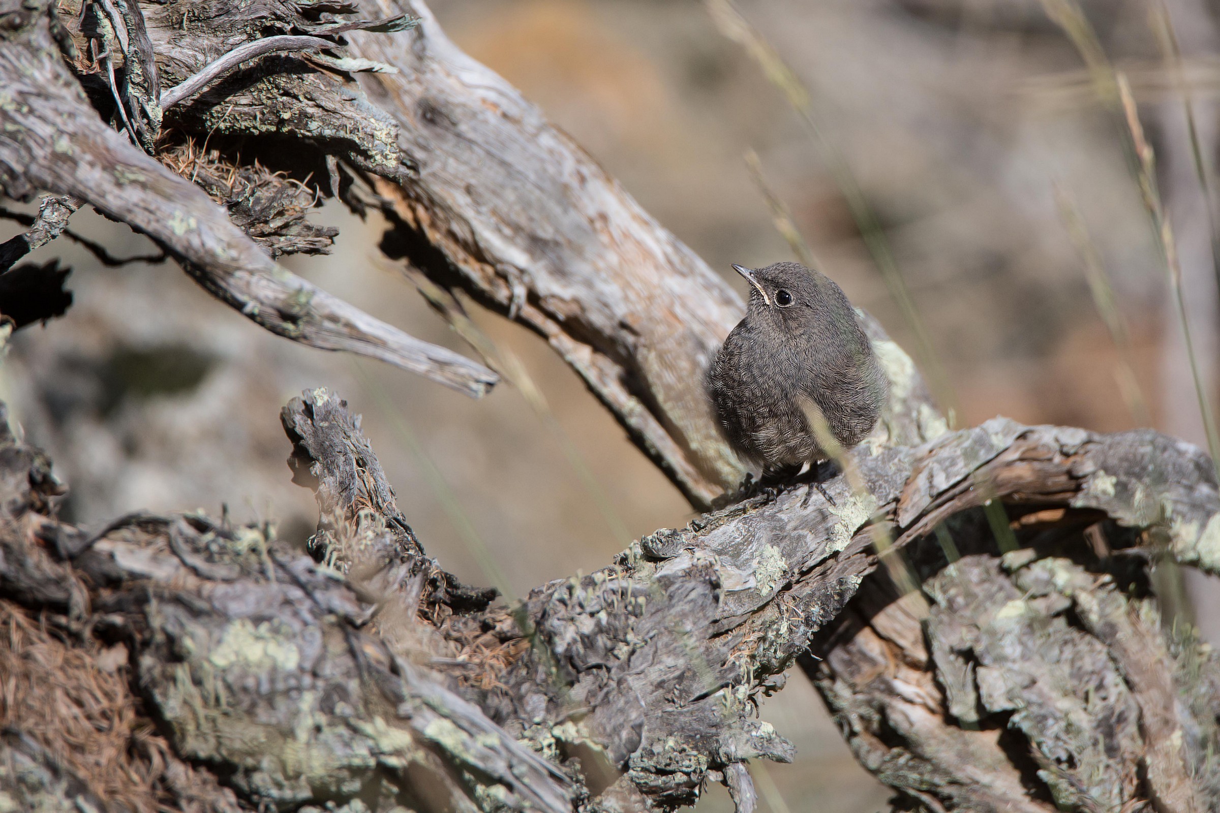 small black redstart