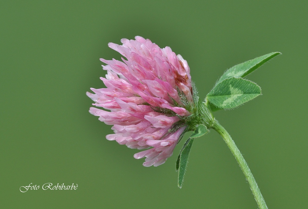 Trifolium medium....