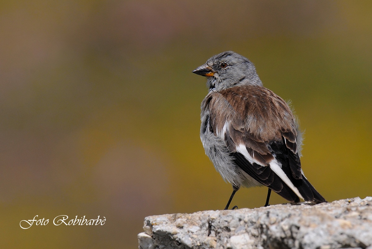 Fringuello alpino....