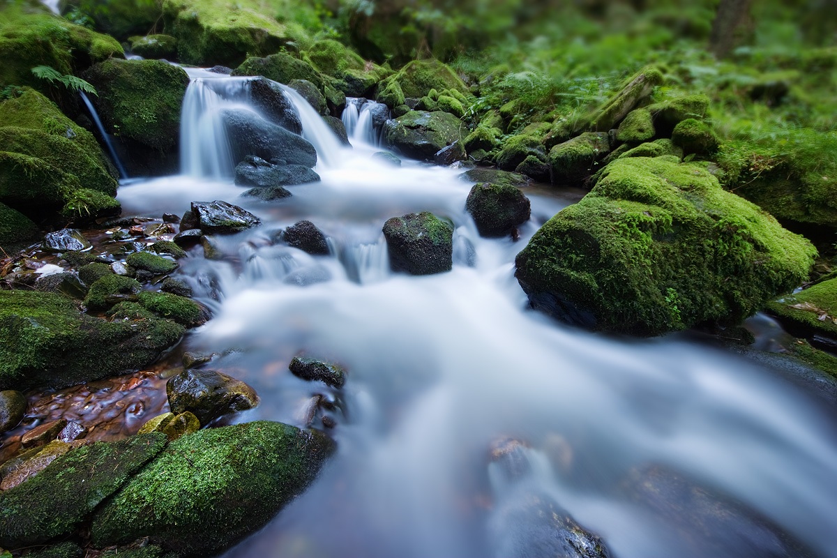 Into the Schwarzwald