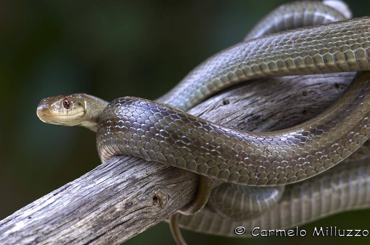 Aesculapius (Elaphe longissima)