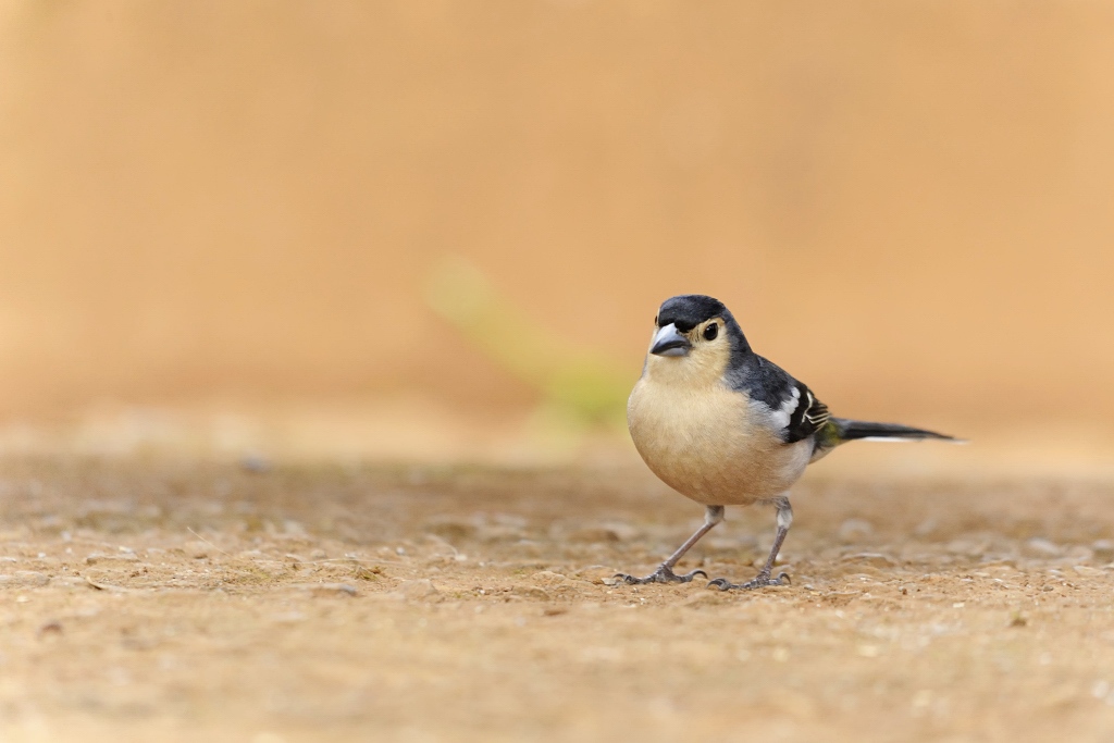 Pinzón vulgar (Fringilla coelebs)