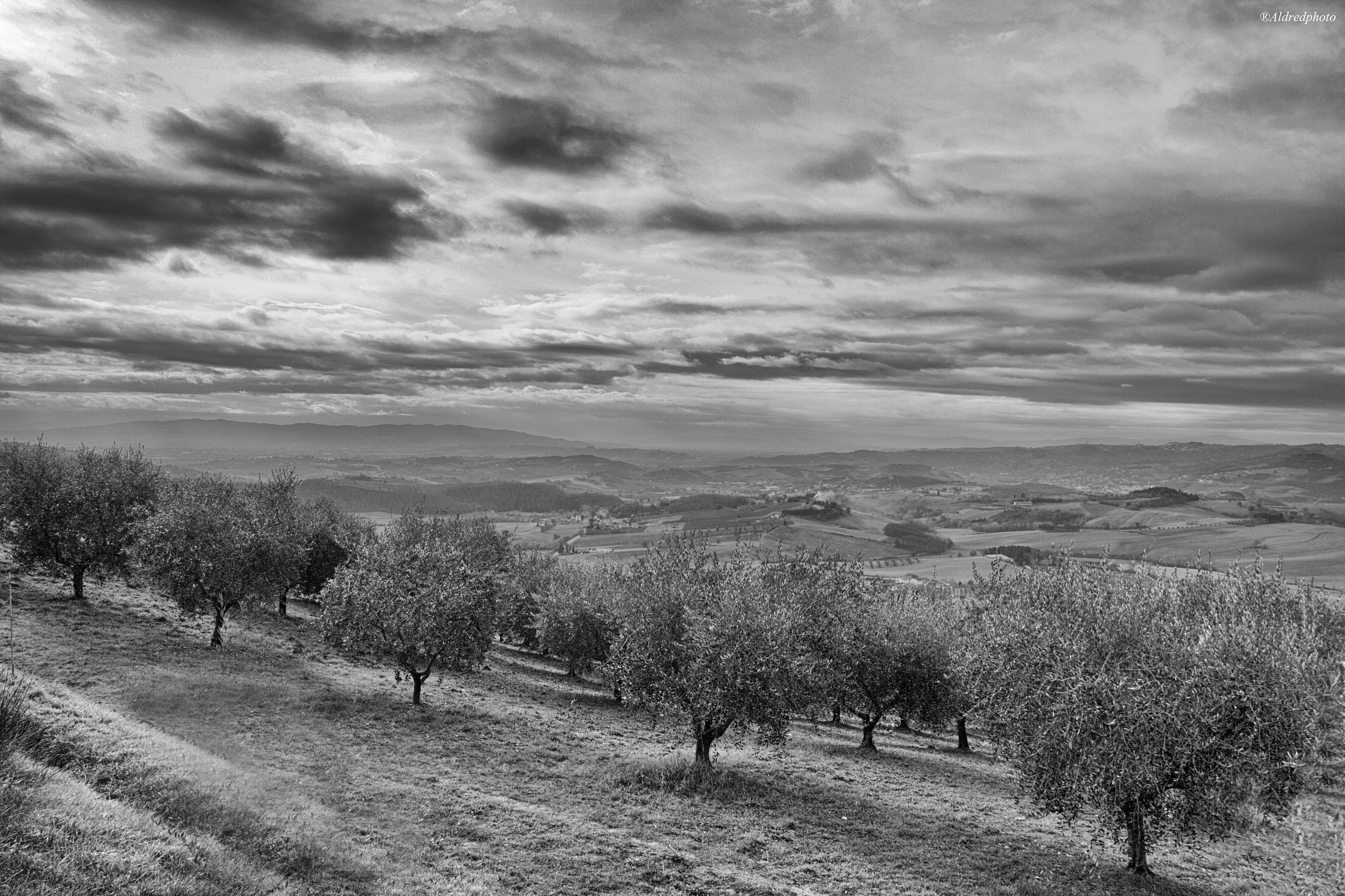 Umbrian olive grove