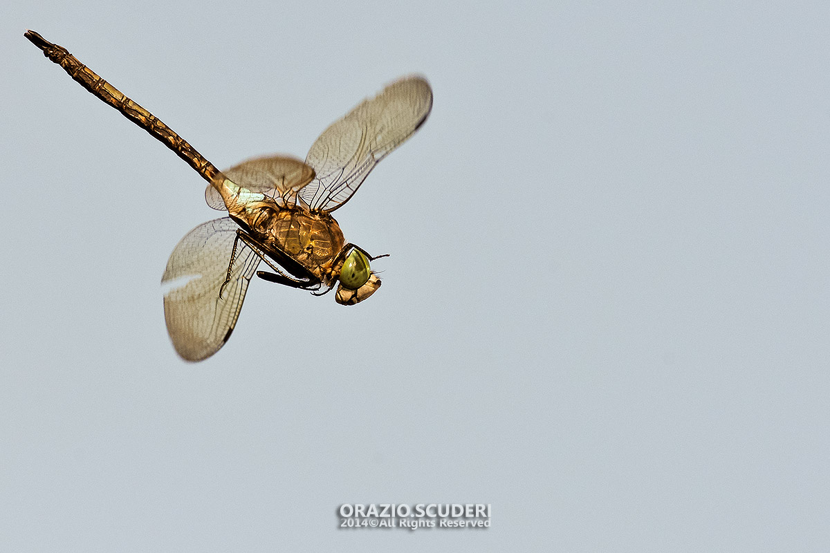 DragonFly 1 2014