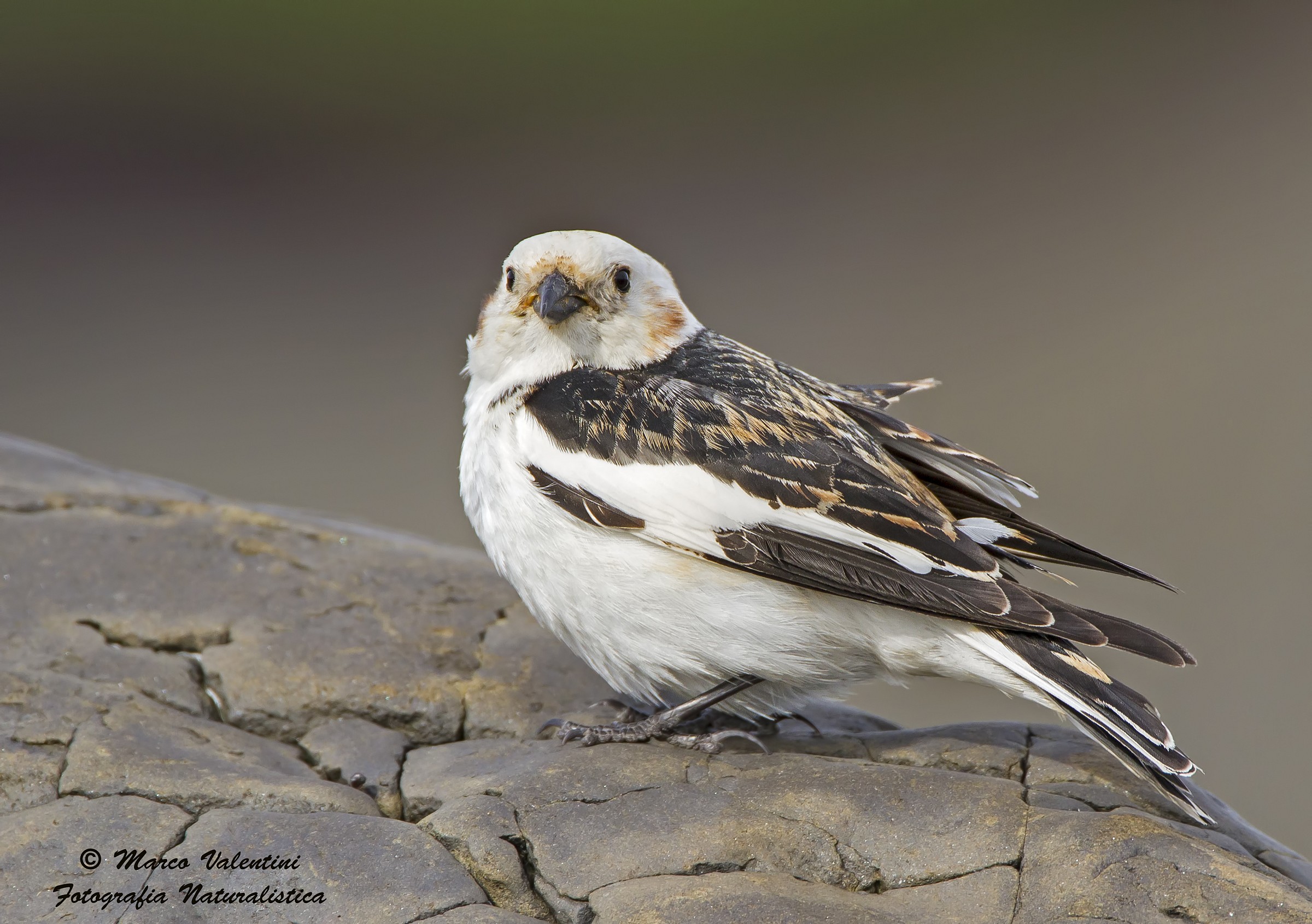 Snow Bunting