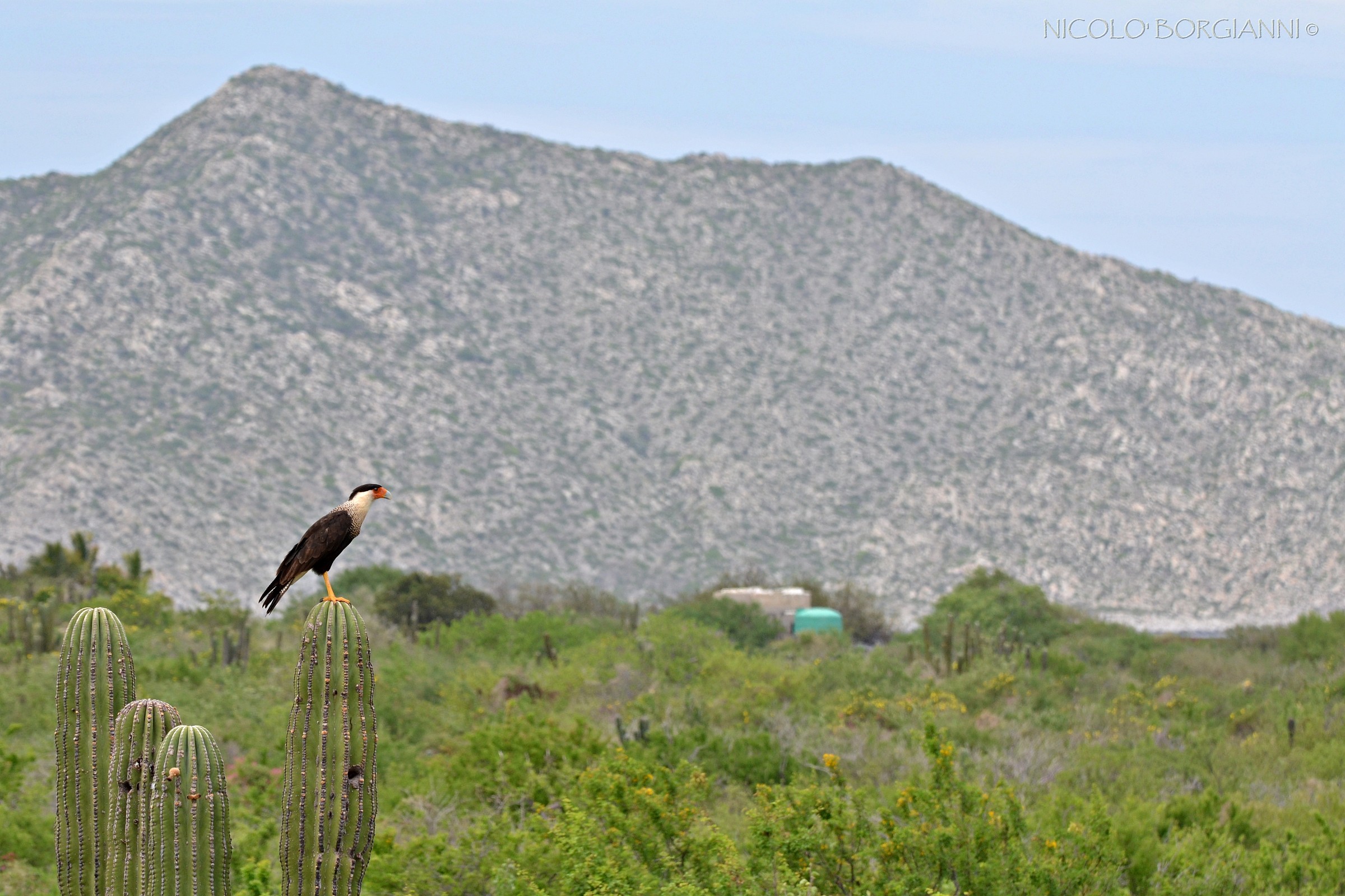 Caracara cheriway