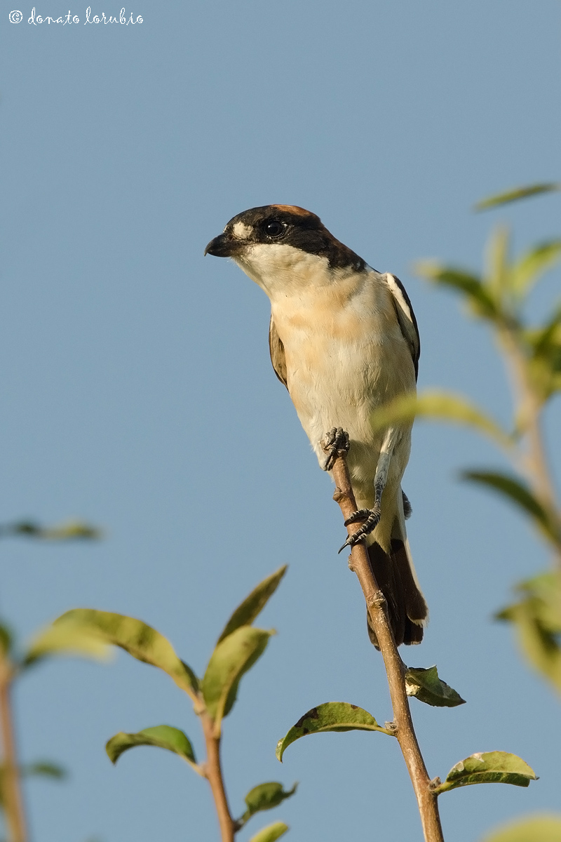 Shrike woodchat