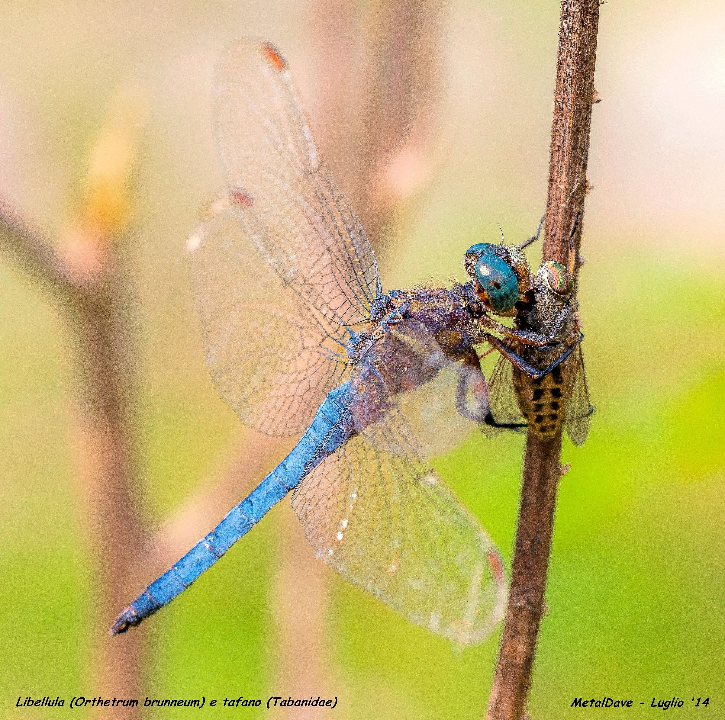 Libellula (Orthetrum brunneum)