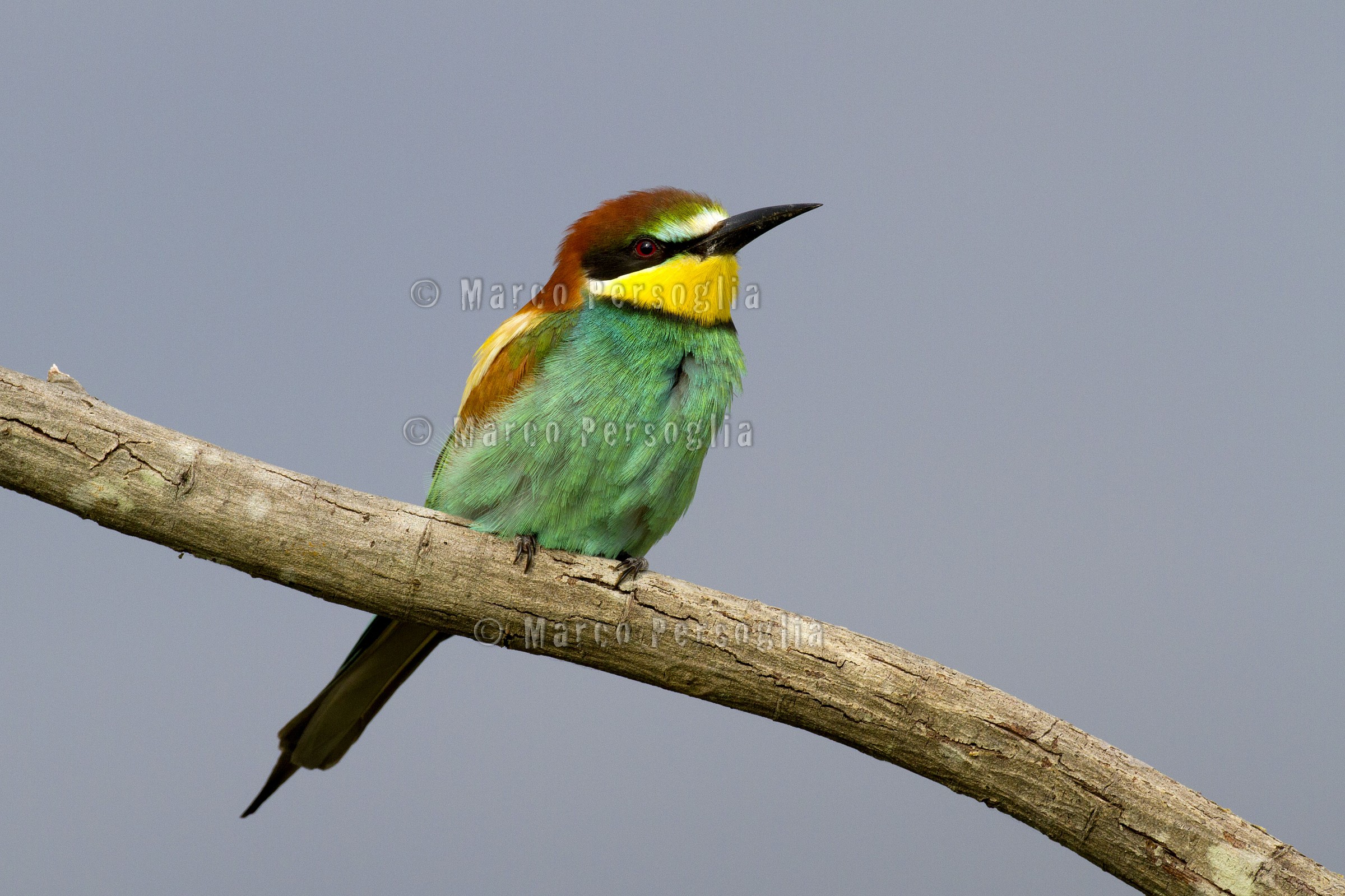 Bee-Eater