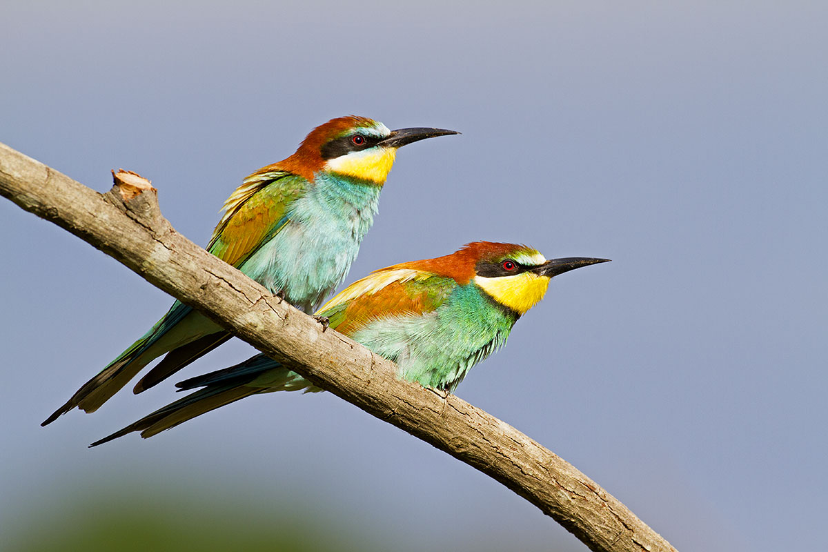 Bee-eaters
