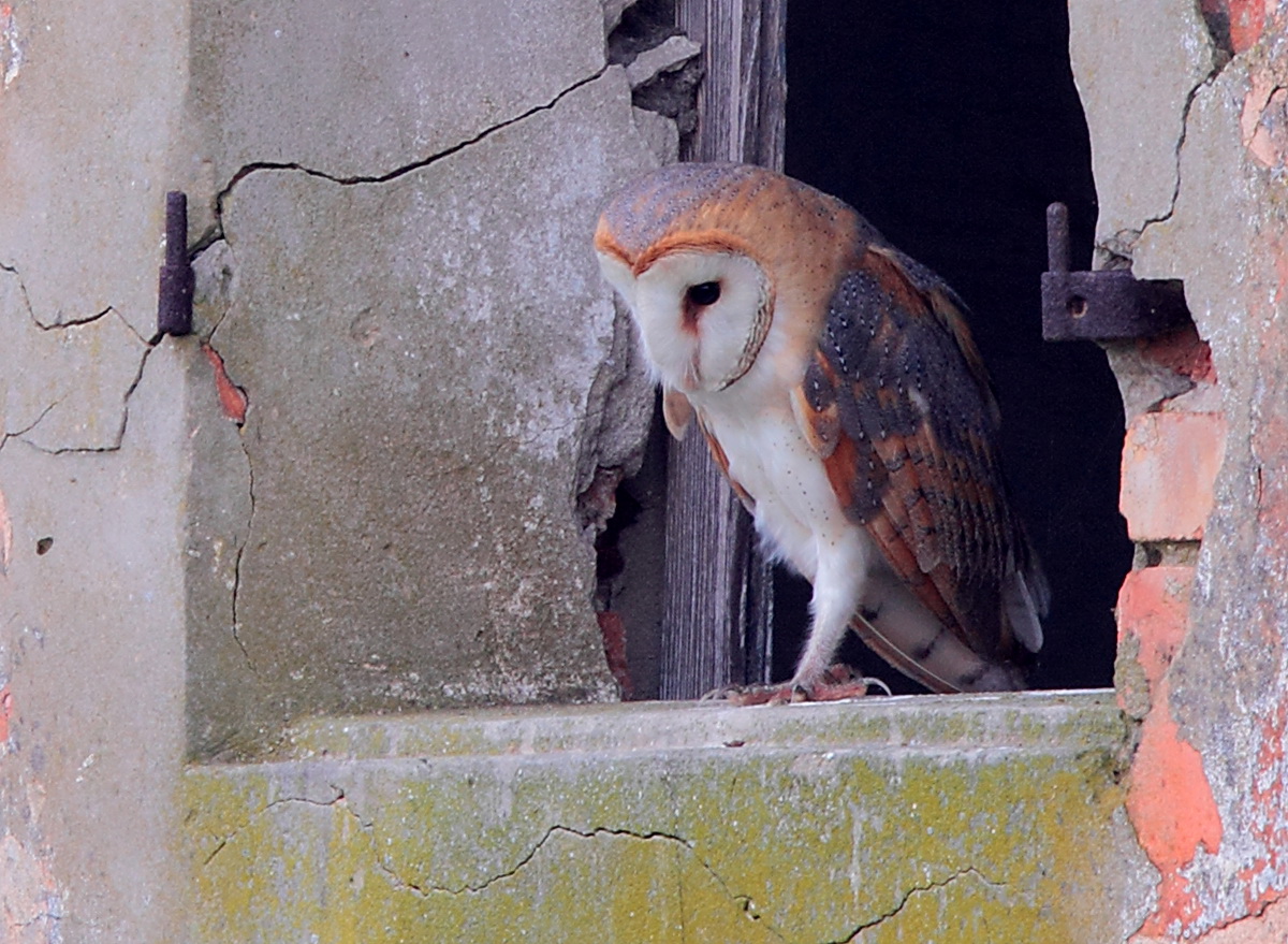 barn owl
