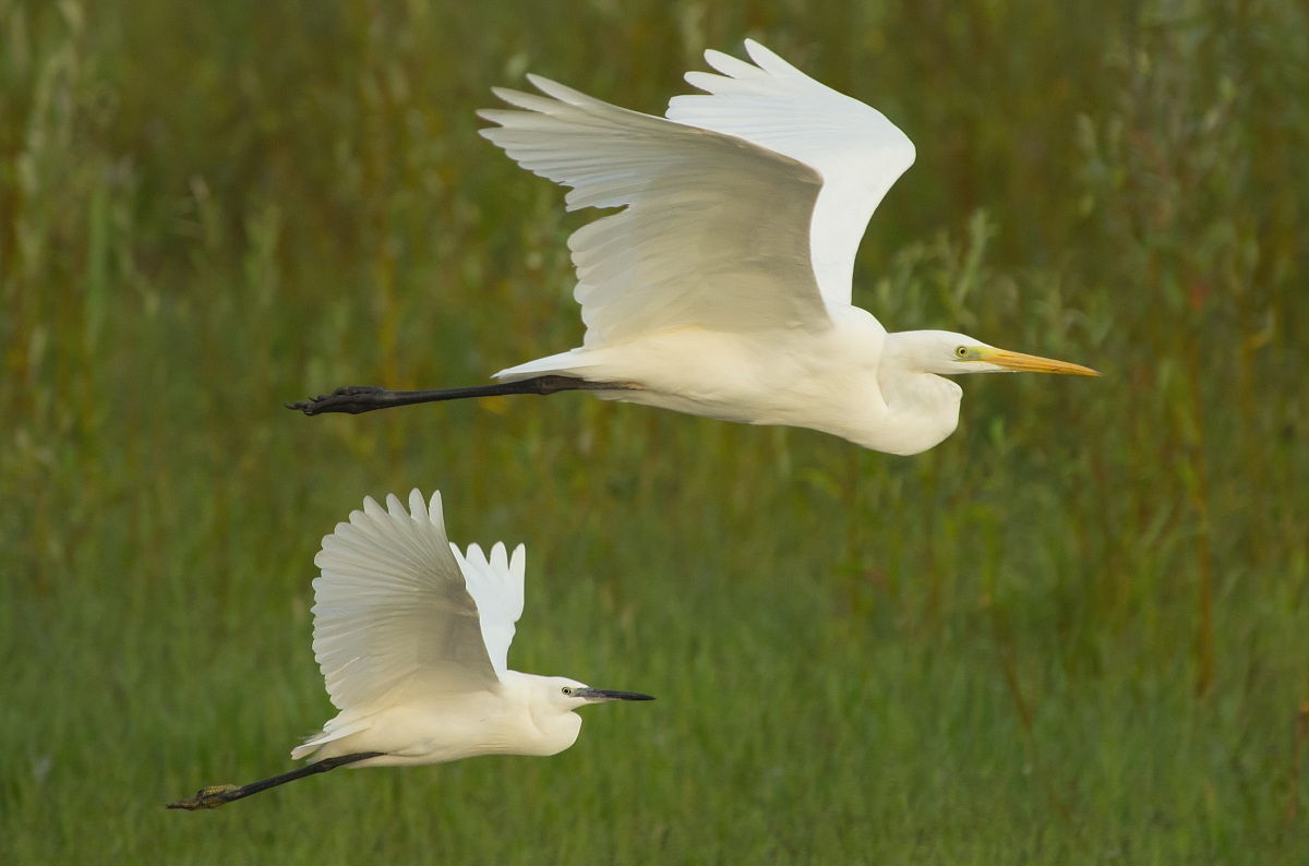 Heron and Egret