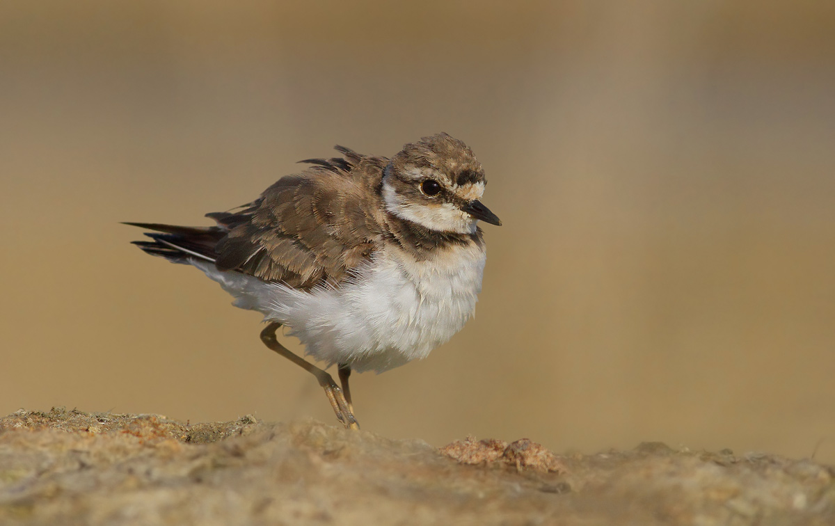 Little Ringed Plover