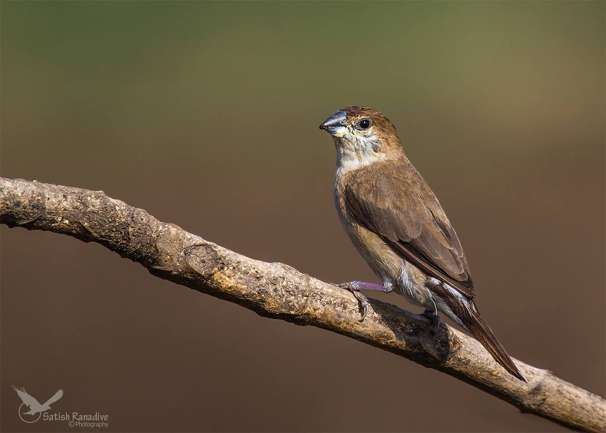 Indiano Silverbill