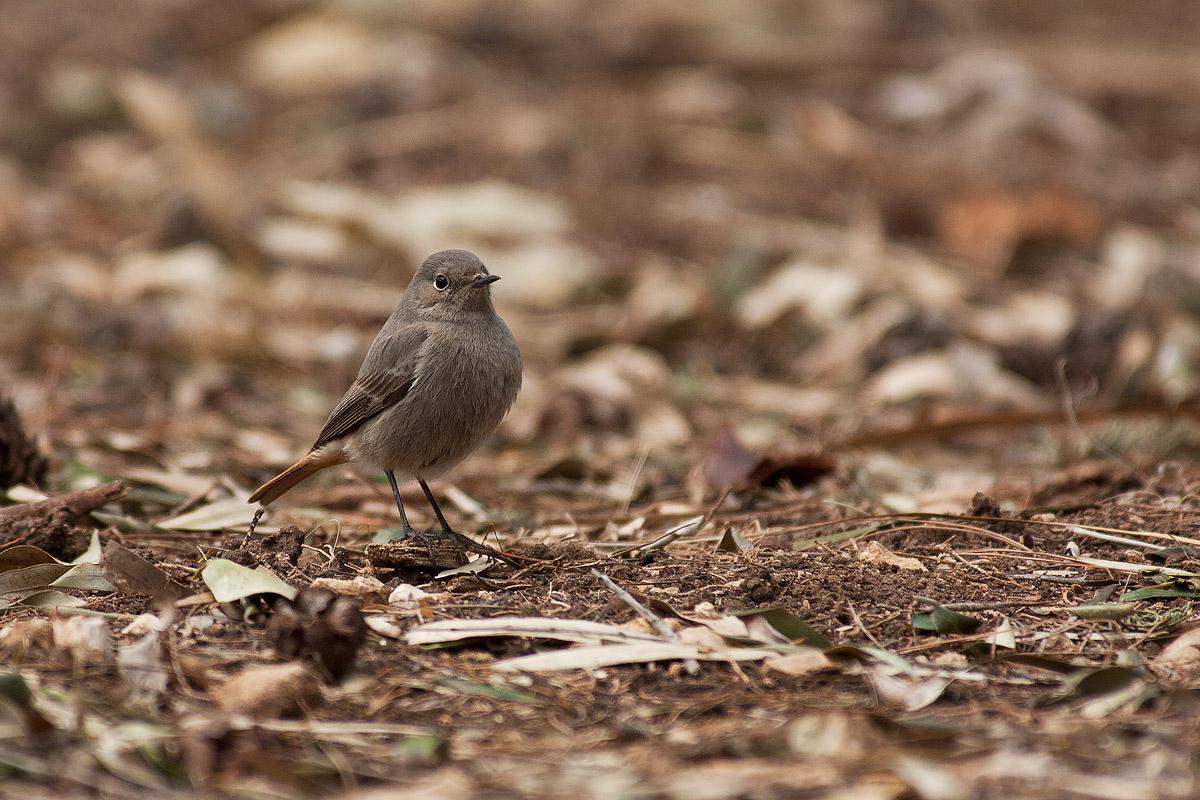 Black Redstart female