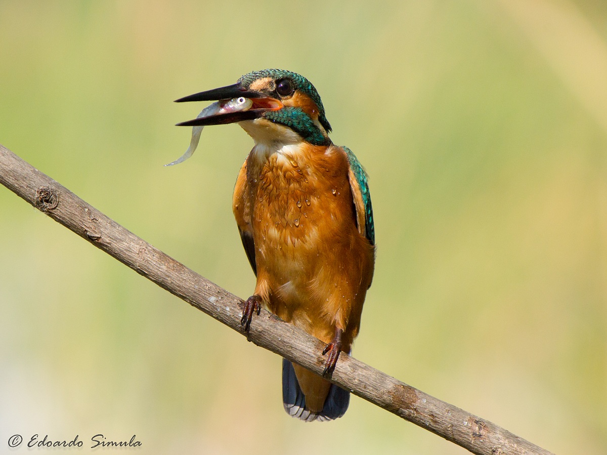 Kingfisher and Gambusia