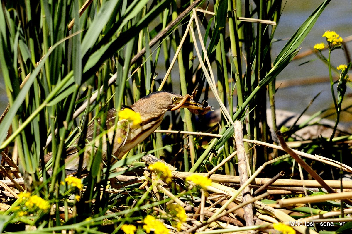 tarabusina con lucertolina