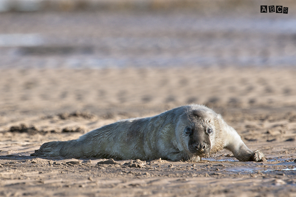 Nuovi Arrivi A Donna Nook