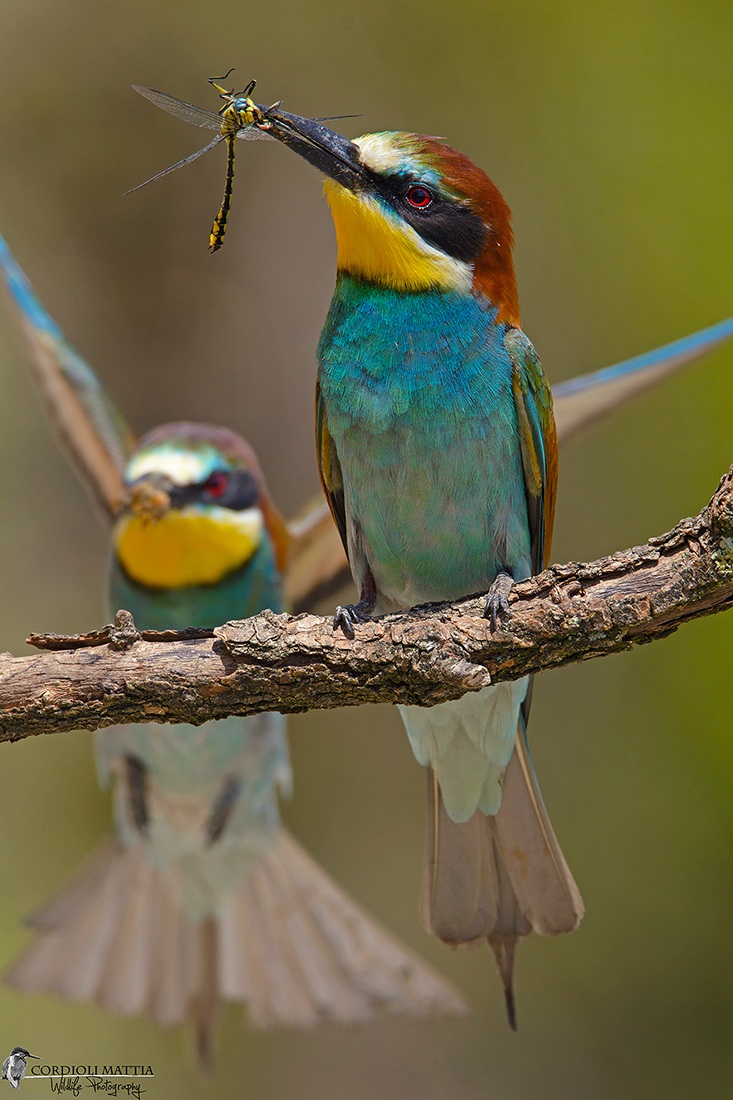 the bee-eater and dragonfly