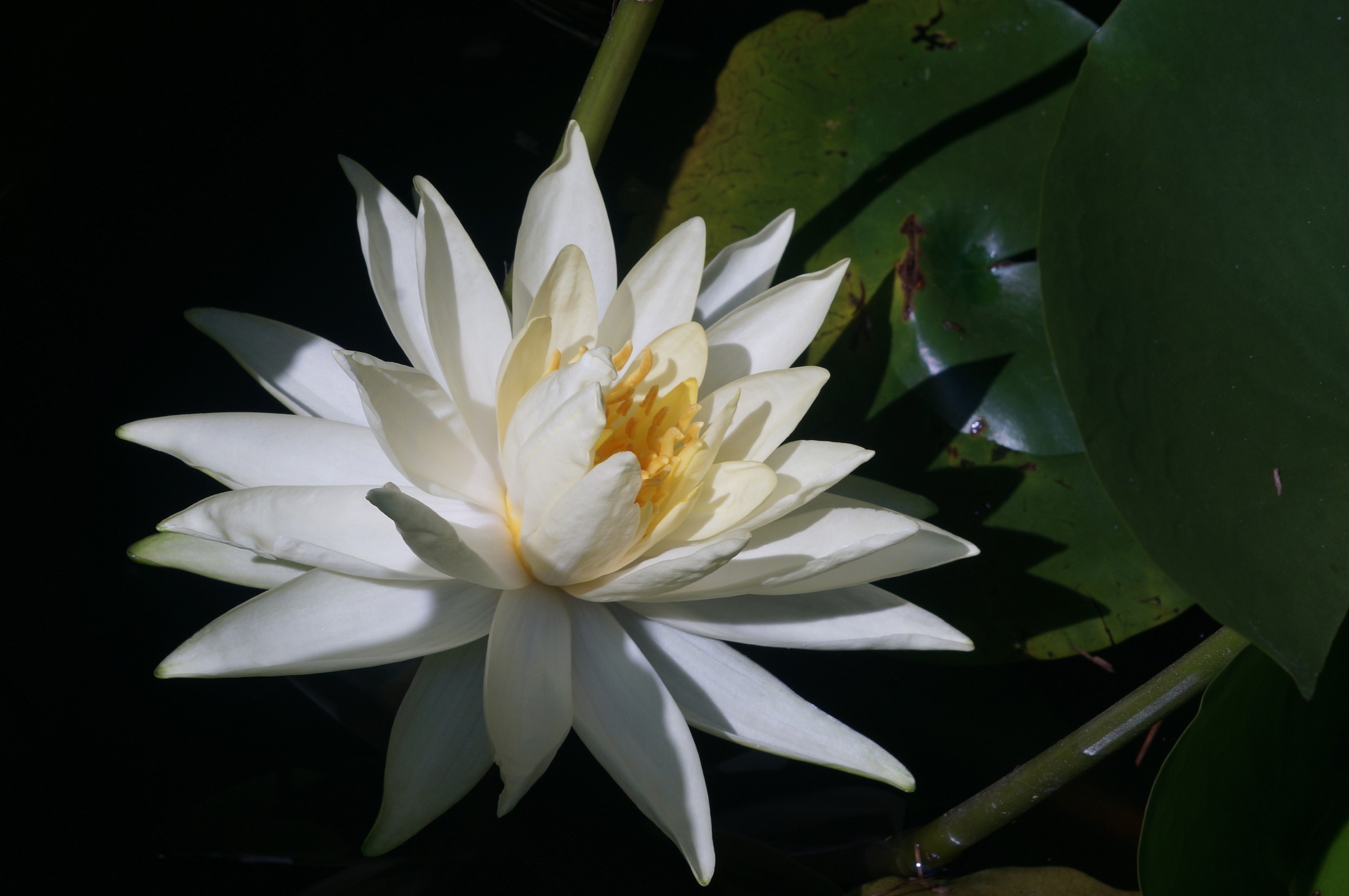 Water Lily in the August sun
