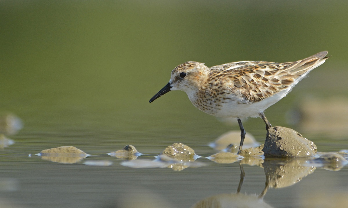 Little Stint