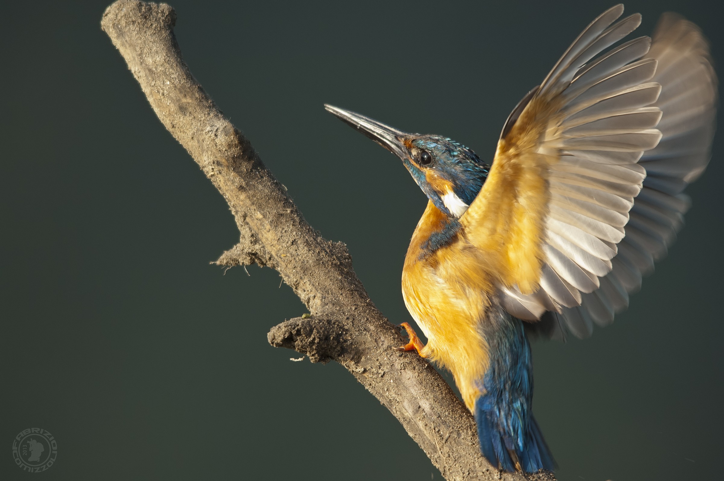 Martin pescatore-Alcedo Atthis