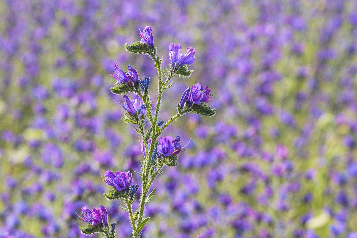 Fiori a Castelluccio