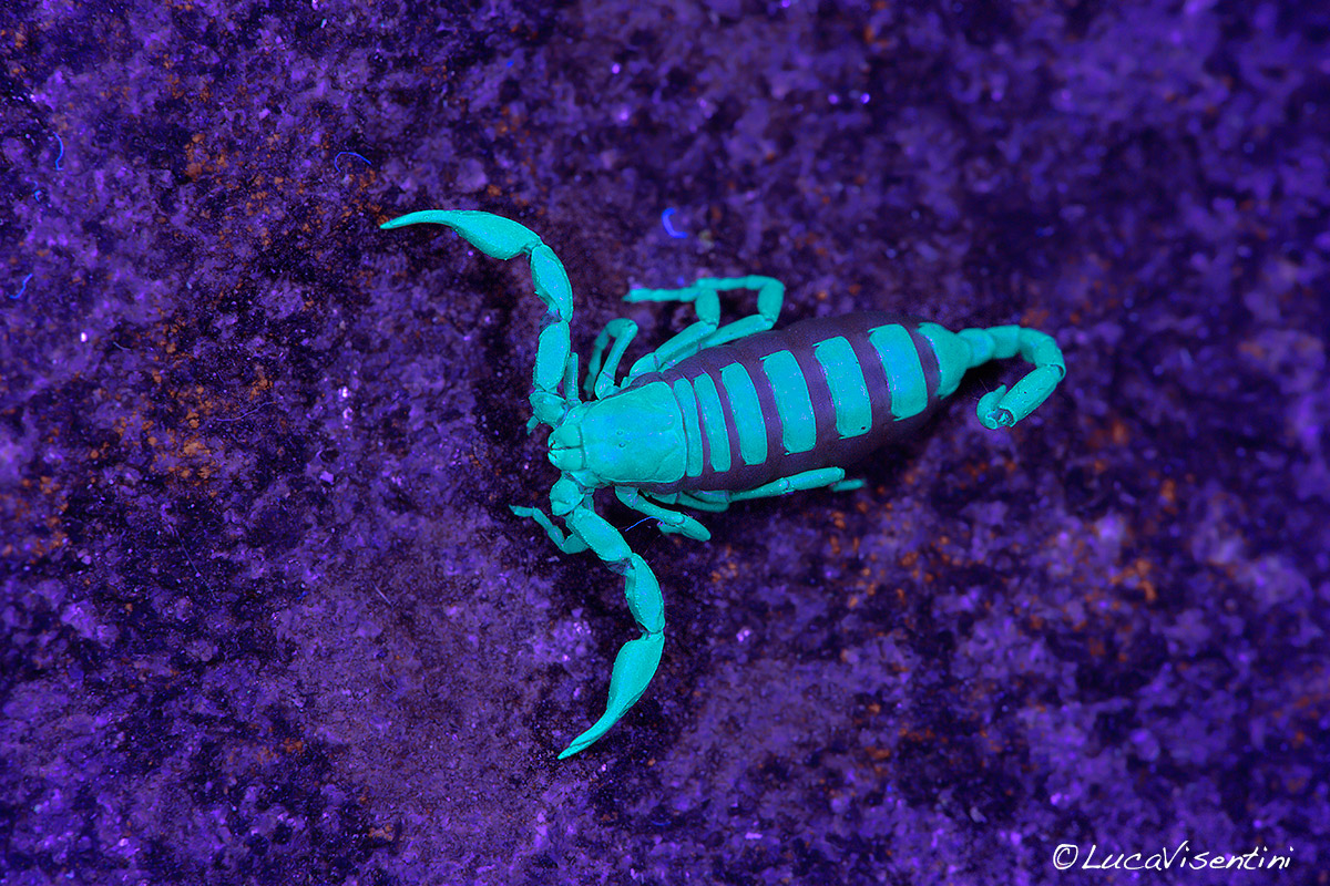 Euscorpius italicus