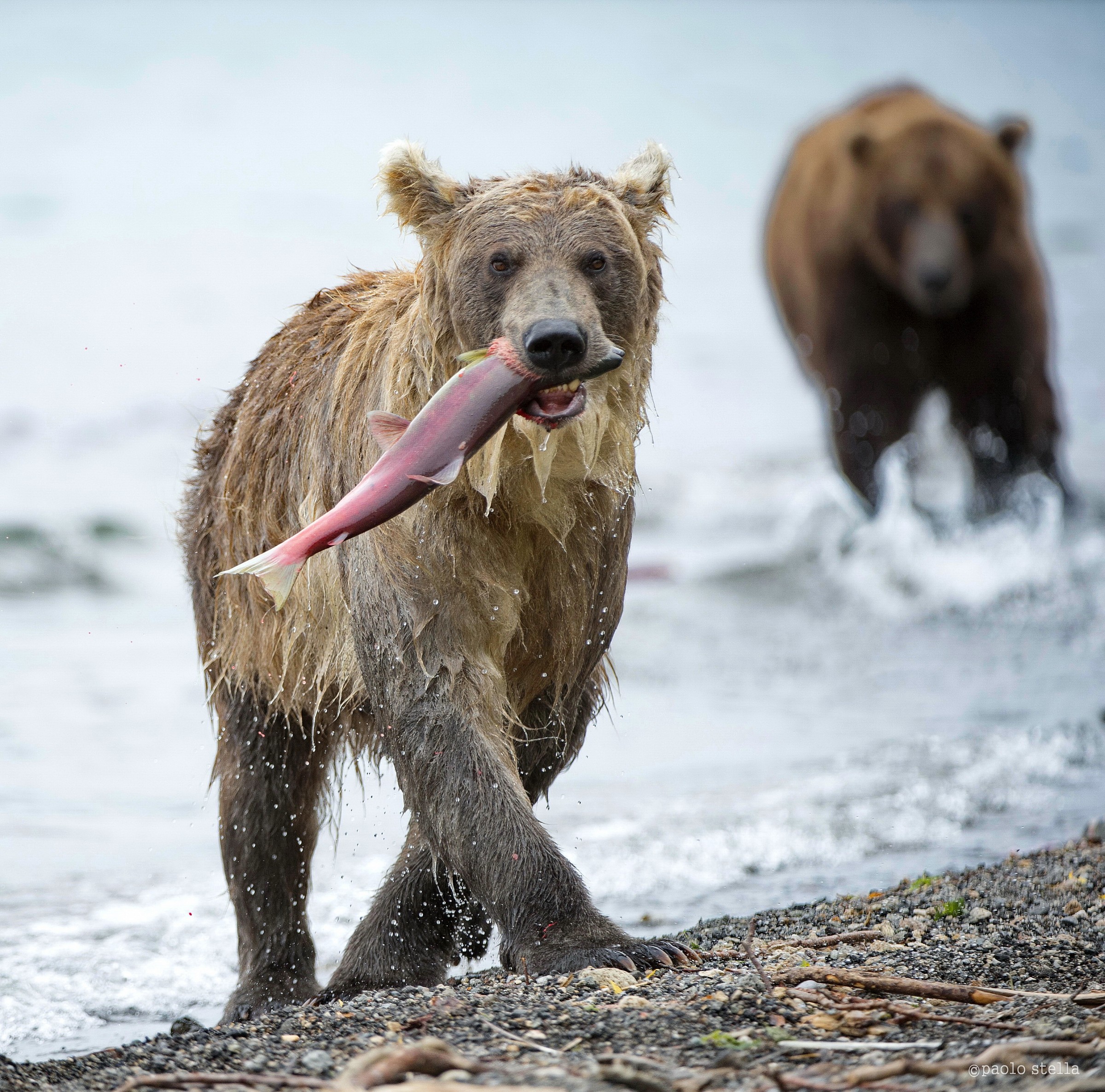 sulle rive del Kurile Lake - Kuril'skoye Ozero