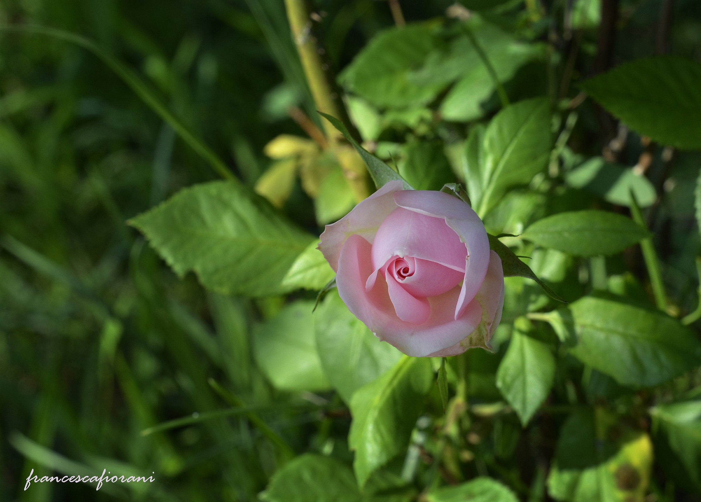 miracolo nel mio incolto giardino