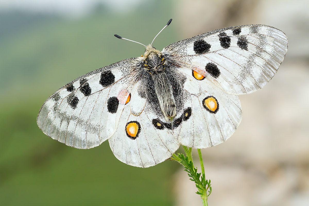 Parnassius Apollo