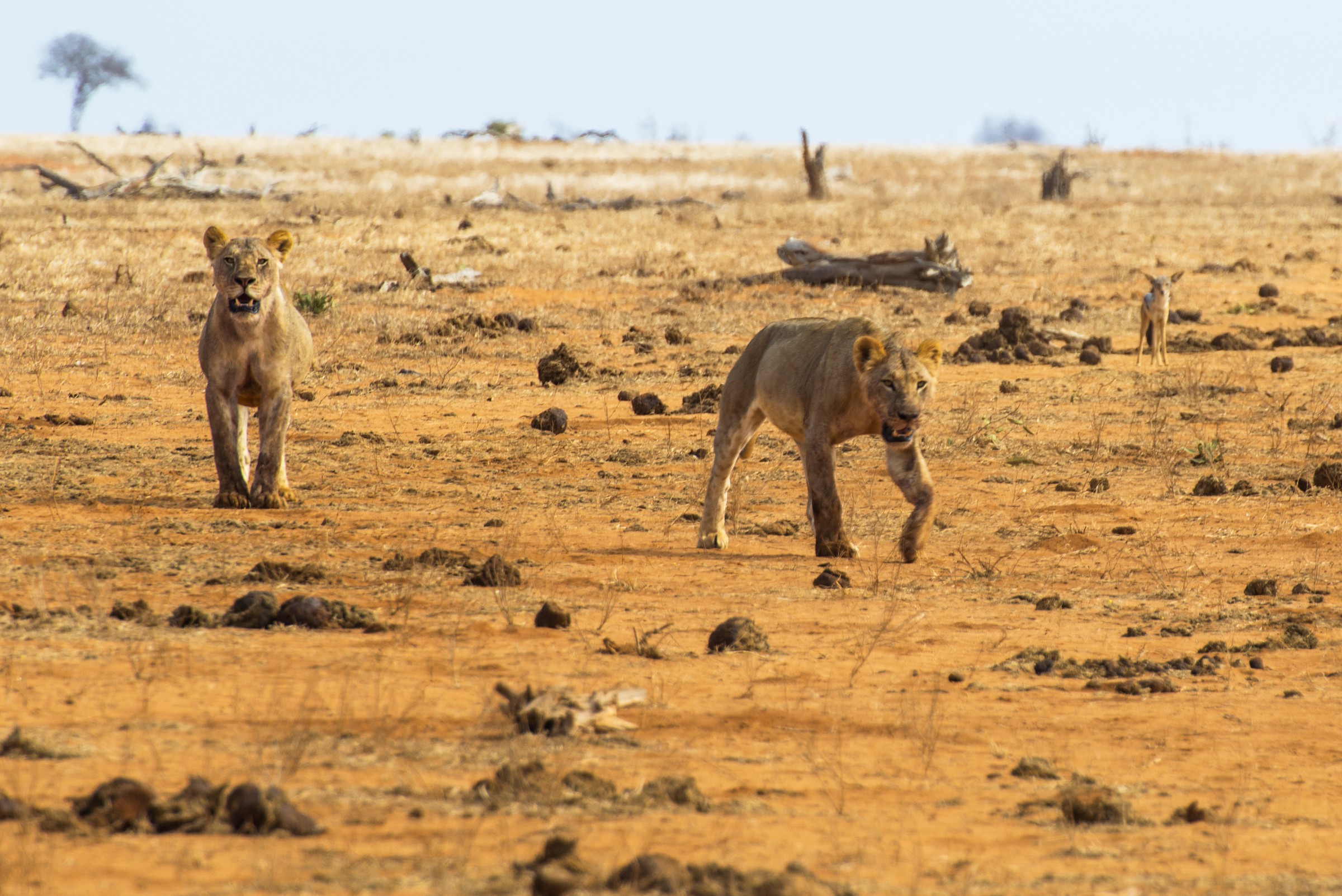 leoni parco Tsavo est