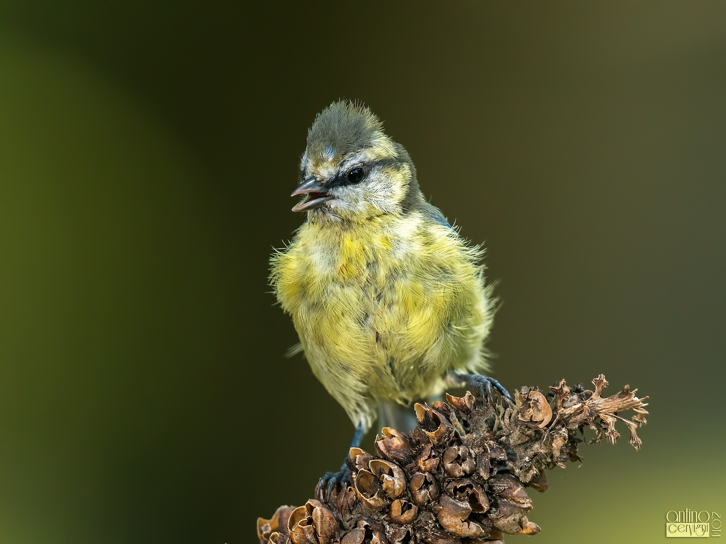 Un piccolo cinciarellino...