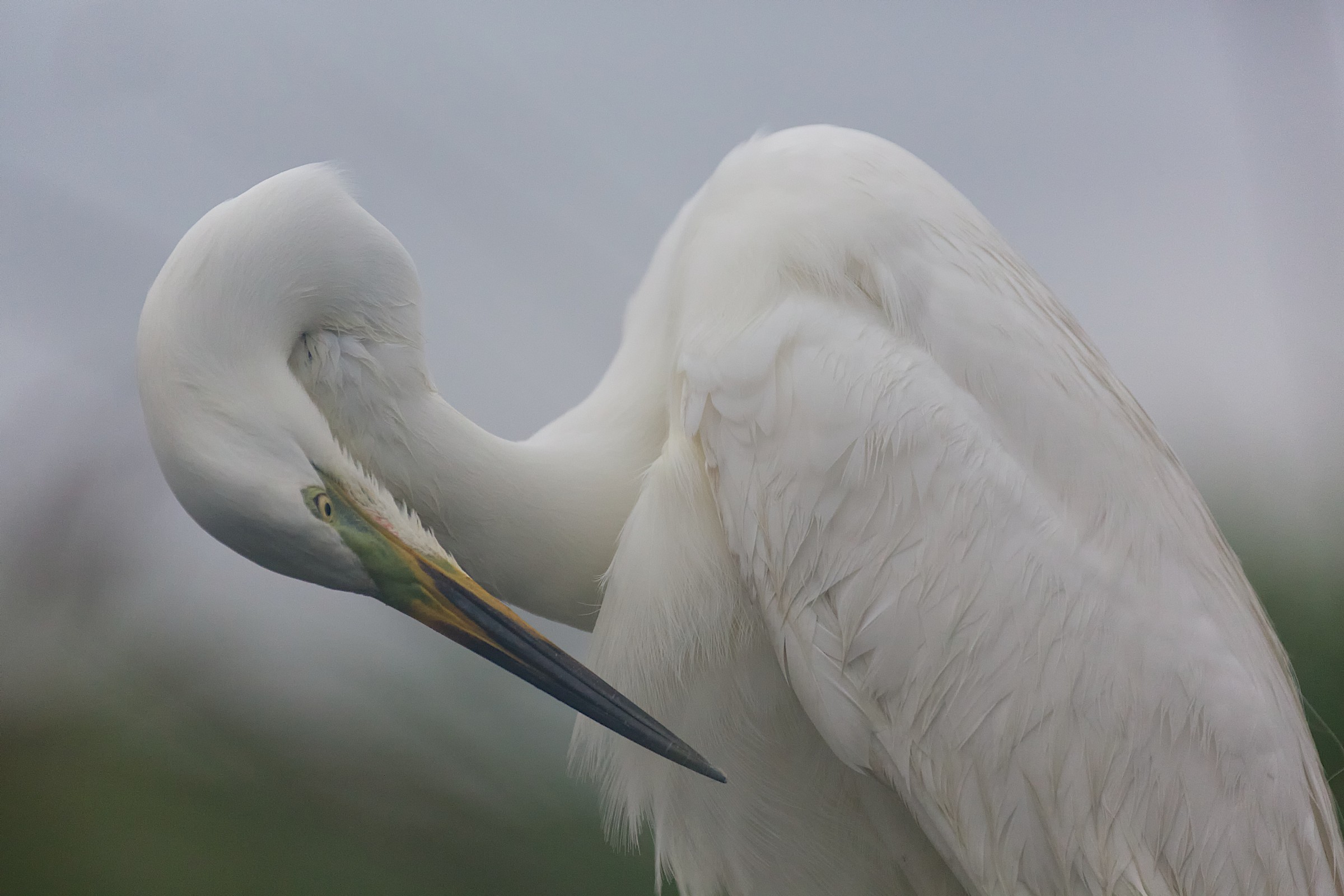 Veil of mist Egret