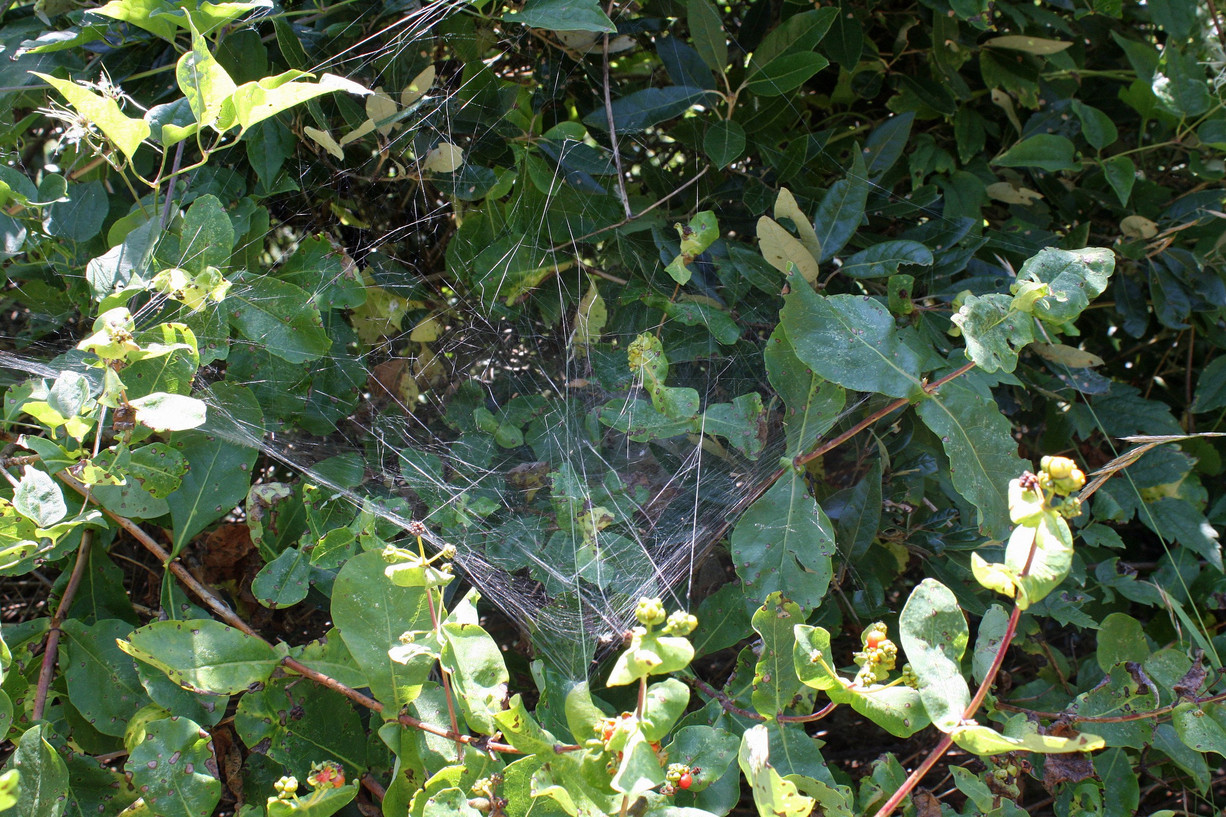 ragnatele tra gli arbusti