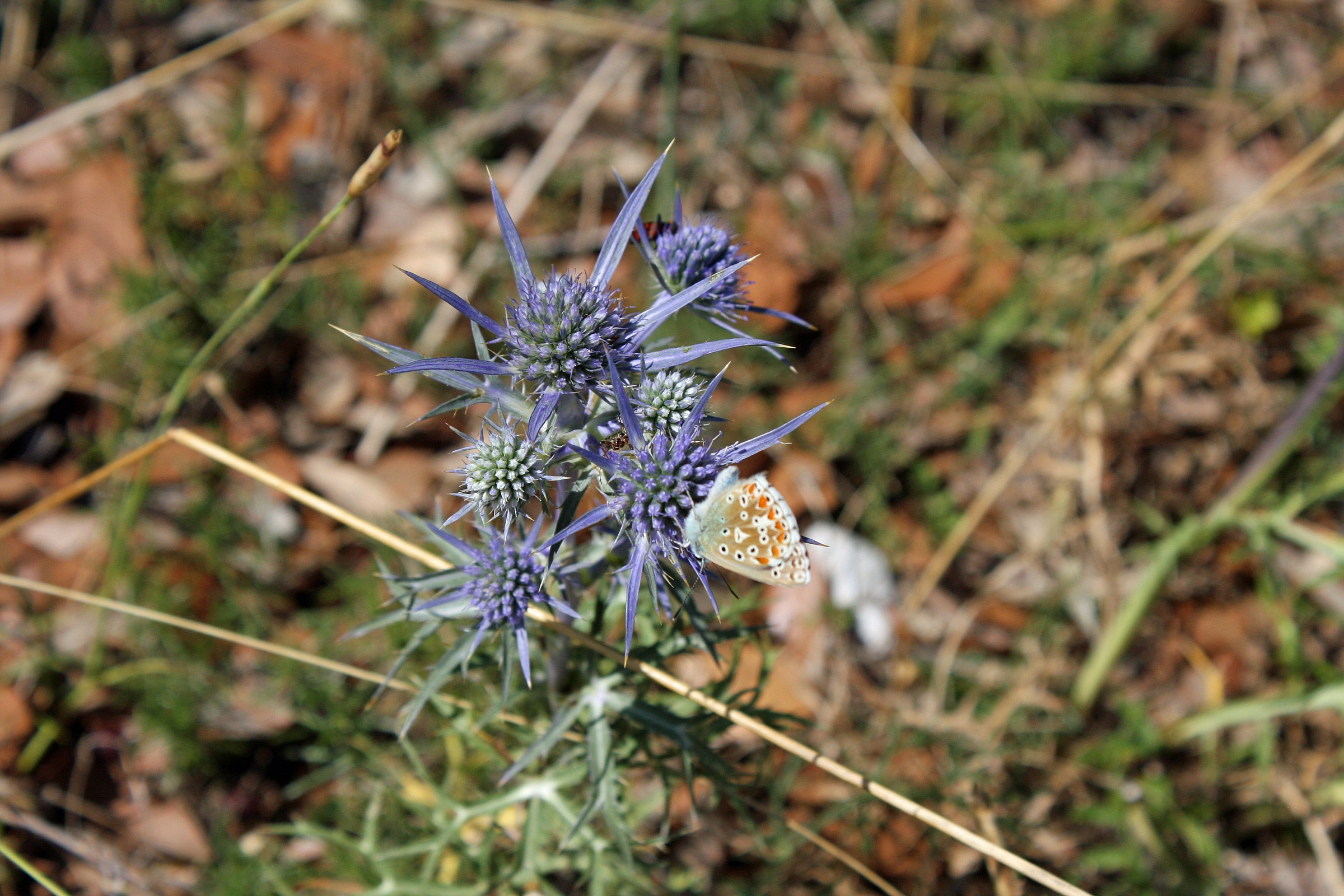 la farfalla e la stella